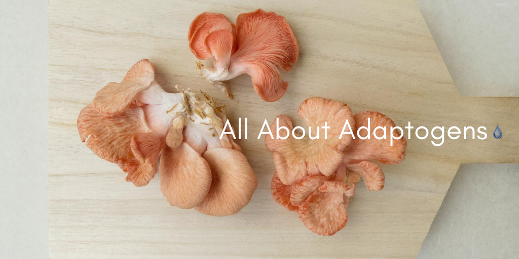 ALL ABOUT ADAPTOGENS