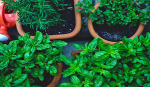 Season Food With Fresh Herbs from Your Kitchen Herb Garden